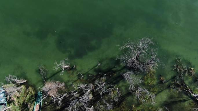 航拍俯瞰大理湿地洱海边枯树渔船绿色湖水