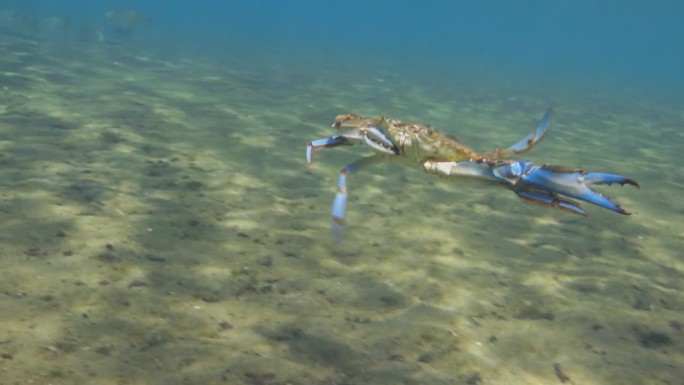 在天然泉水中游泳的切萨皮克蓝蟹