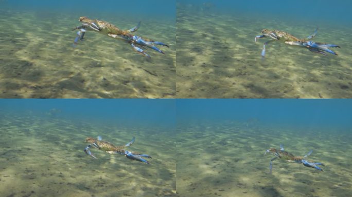 在天然泉水中游泳的切萨皮克蓝蟹