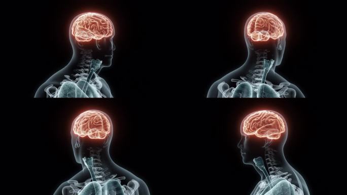 人类大脑的3D医学动画渲染。脑部x光片