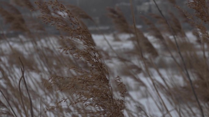 风雪芦苇荡湿地芦苇芦苇丛 芦苇草