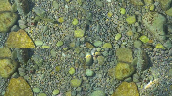阳光照射在希腊科孚岛Limni海滩的浅海小砾石上，这里的海水清澈透明，鱼儿在水里游动