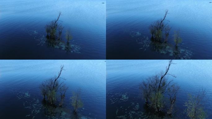 航拍大理洱海湿地冬天蓝调孤独唯美的枯树