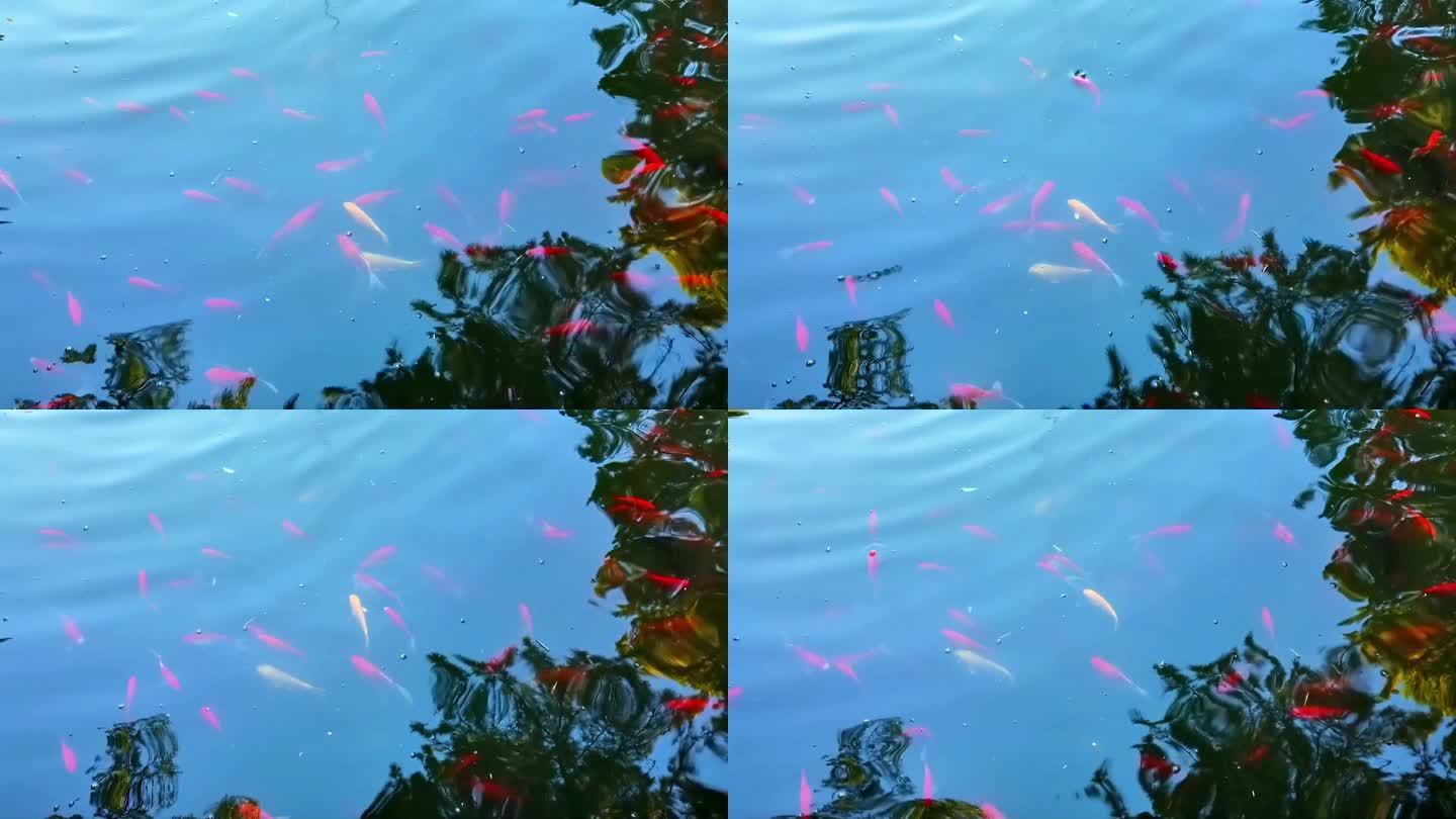 池塘戏水的鱼