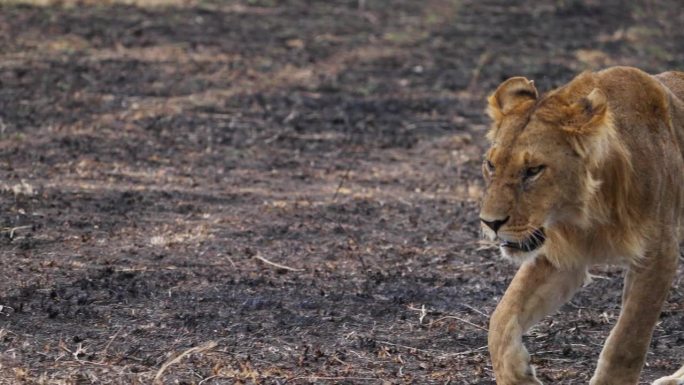 两只未成年的雄狮幼崽在雨中漫步在马赛马拉的草原上