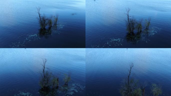 航拍大理洱海湿地冬天蓝调孤独唯美的枯树