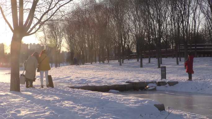 雪后夕阳中的芦苇白雪皑皑树林积雪游人游客