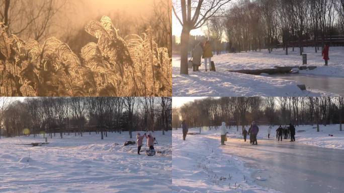 雪后夕阳中的芦苇白雪皑皑树林积雪游人游客