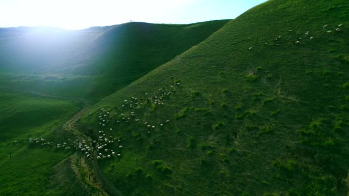 大草原放牧羊群