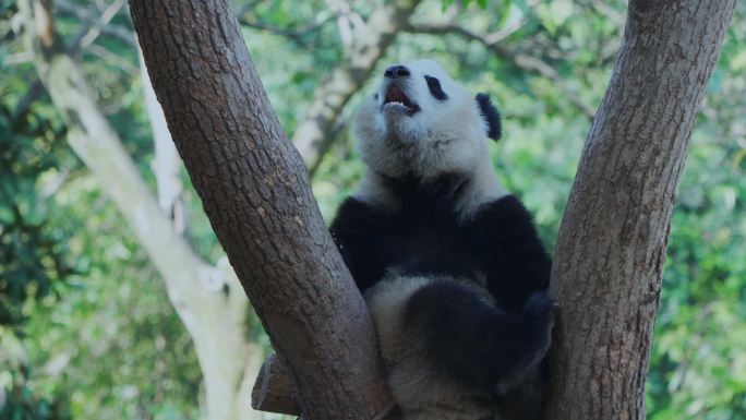 树杈上的大熊猫