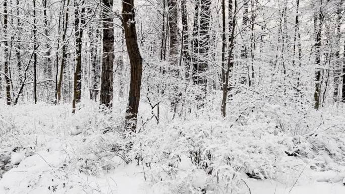 霜冻的冬日公园里夕阳西下，树枝上挂满了雪花，雪花缓缓地飘落，寂静而寂静