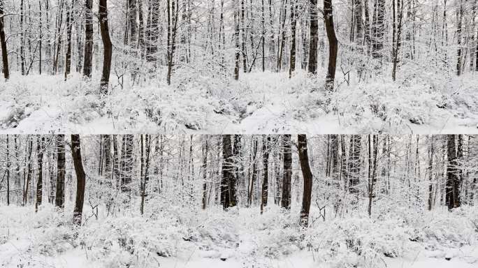 霜冻的冬日公园里夕阳西下，树枝上挂满了雪花，雪花缓缓地飘落，寂静而寂静