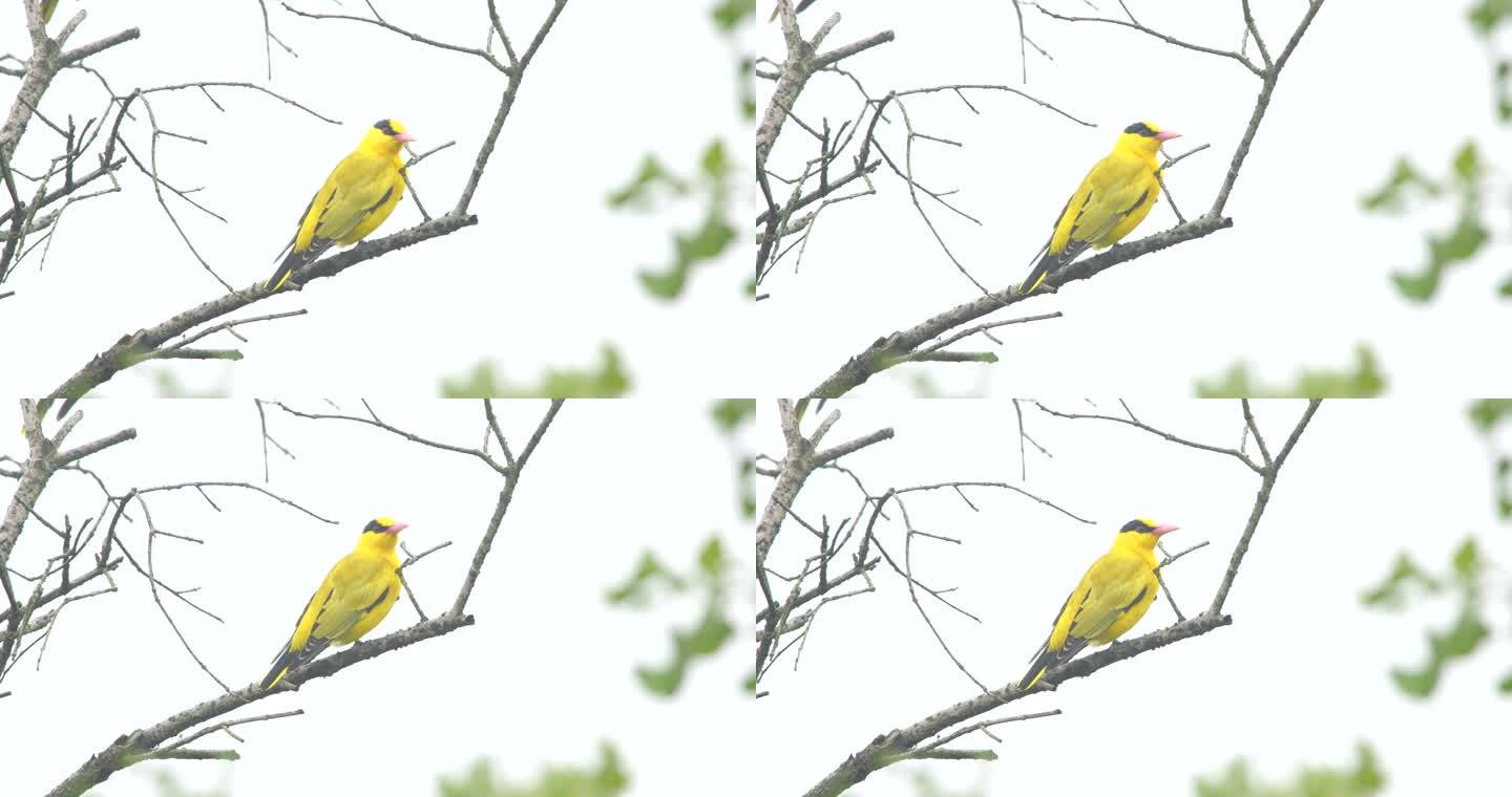 树枝上黄鹂鸟