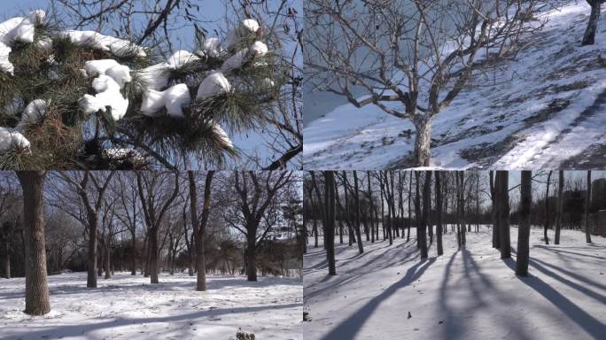 寂静的树林寒冷冬天游人雪后觅食的麻雀白雪