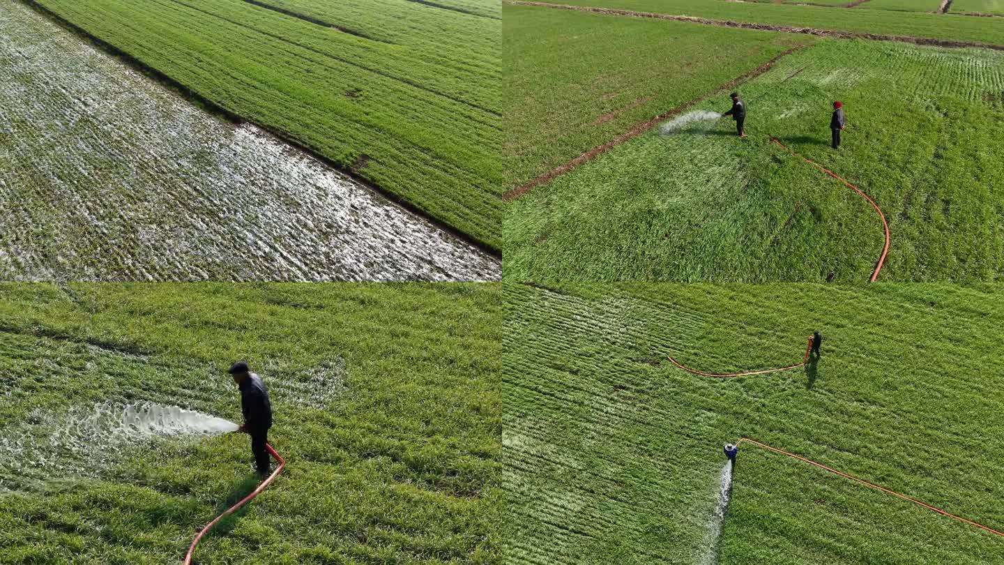 麦田冬灌确保农作物稳产增收
