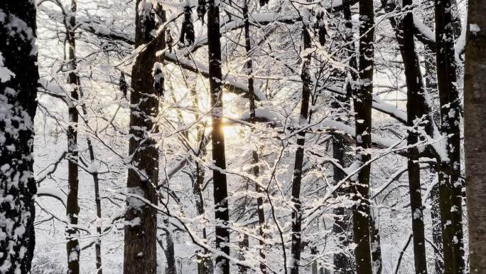 霜冻的冬日公园里夕阳西下，树枝上挂满了雪花，雪花缓缓地飘落，寂静而寂静