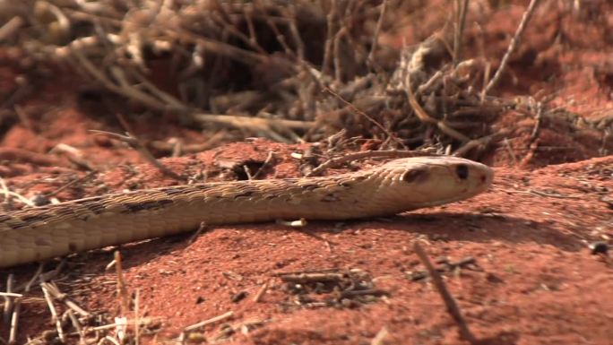 一条剧毒的角眼镜蛇在喀拉哈里沙漠的红色沙滩上缓慢地滑行。