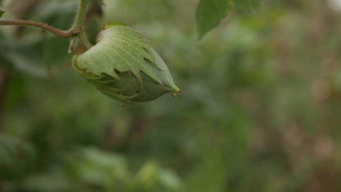 生长在棉花植株上的绿色棉花果实或棉花果球