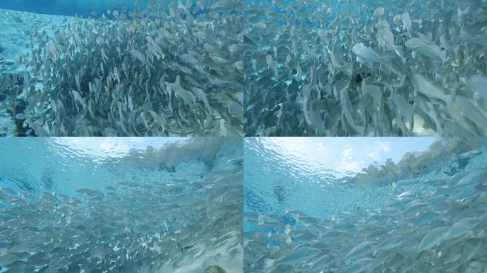 一群条纹鲈鱼在佛罗里达温泉清澈的蓝色天然泉水中游泳