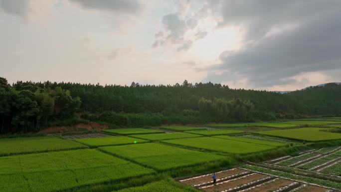 夏季新农村田野水稻种植振兴乡村助农