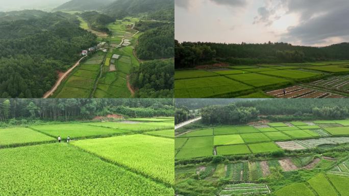 夏季新农村田野水稻种植振兴乡村助农