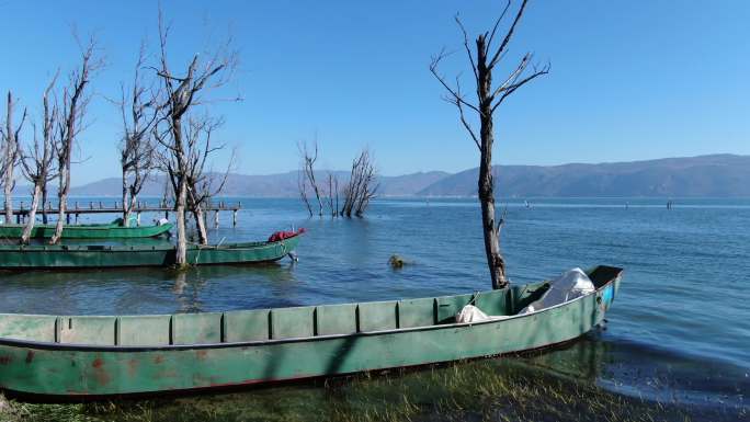 航拍冬天大理苍山洱海湿地公园的枯树渔船