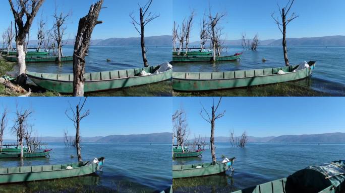 航拍冬天大理苍山洱海湿地公园的枯树渔船