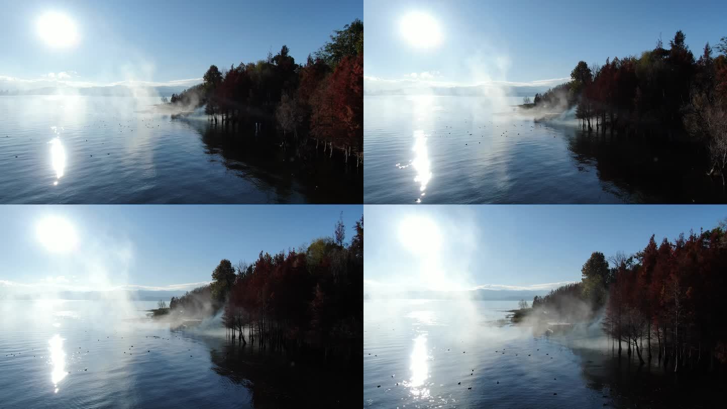 航拍早晨大理苍山洱海秋天红叶水杉水汽雾气