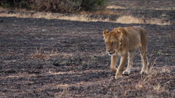 两只未成年的雄狮幼崽在雨中漫步在马赛马拉的草原上