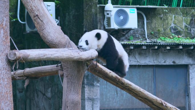 萌宠可爱大熊猫