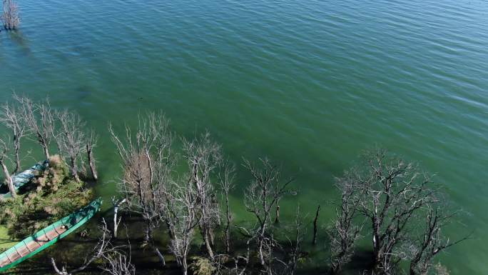 航拍俯瞰大理湿地洱海边枯树渔船绿色湖水