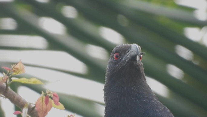 更大的鸟头与红色的眼睛，极端近距离拍摄