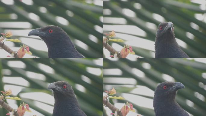 更大的鸟头与红色的眼睛，极端近距离拍摄