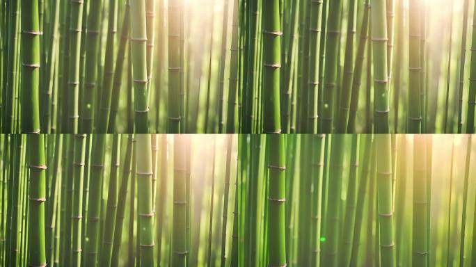 绿色竹林光影