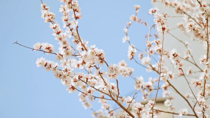 杏花花开枝头花朵春天花枝