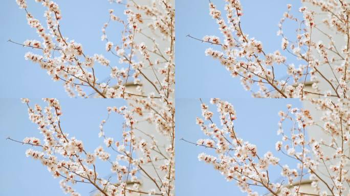 杏花花开枝头花朵春天花枝