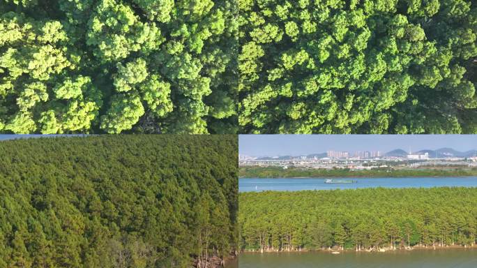 航拍河流岛屿绿色植物