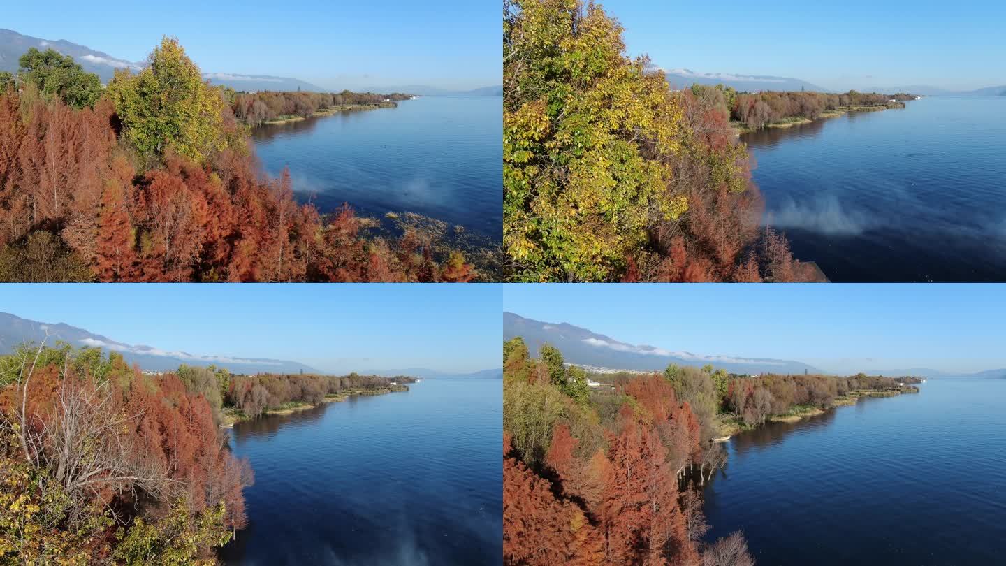 航拍早晨大理苍山洱海高原湖泊秋天红叶水杉