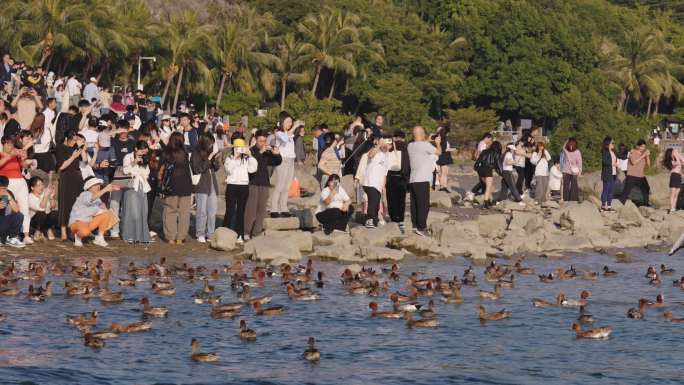 深圳湾公园看鸟观鸟人群