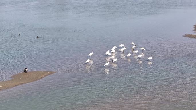 冬天襄阳汉江湿地候鸟野鸭白琵鹭自然风光