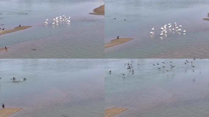 冬天襄阳汉江湿地候鸟野鸭白琵鹭自然风光