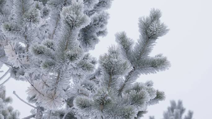 下雪的雾凇