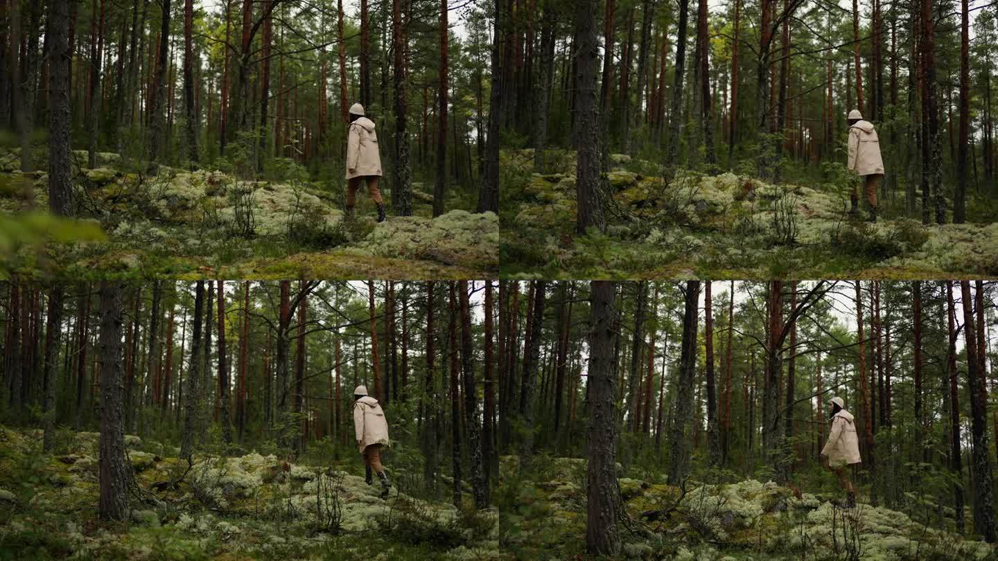 乡土旅游与自然之旅——秋日美丽松林中独自行走的少妇