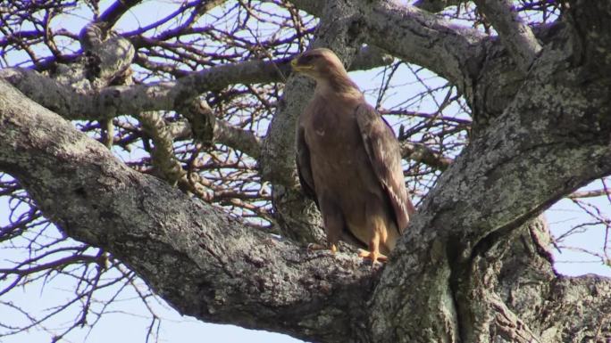 东非一棵光秃秃的树叉上的草原鹰。这只令人印象深刻的鸟转过头来，仔细观察周围的环境。