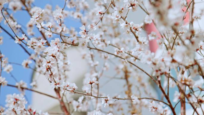 杏花花开枝头花朵春天花枝