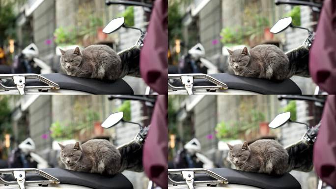 电瓶车上的流浪猫