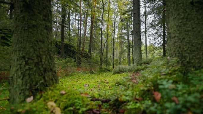 美丽森林的秋天，高大的云杉和绿草的林地，挪威之旅