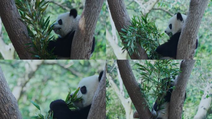 树杈上吃竹子的大熊猫