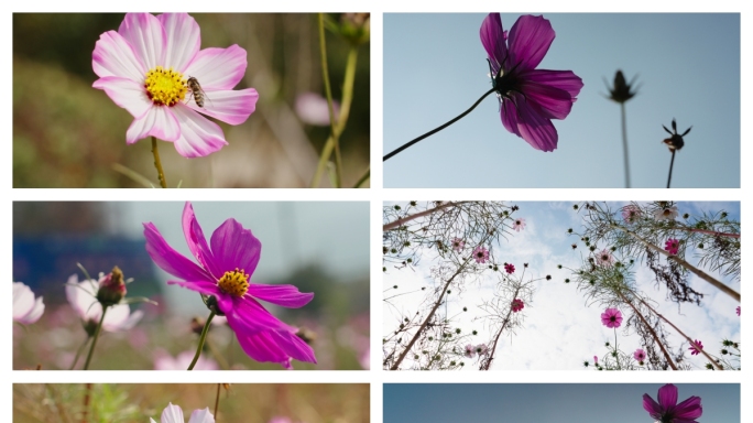 格桑花唯美花朵素材逆光合集