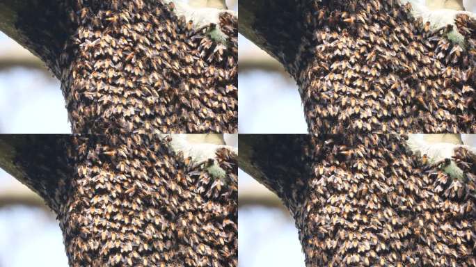 大蜜蜂在巢上，挂在树枝上，特写镜头